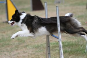 Sehen Sie hier ein paar Bilder unserer Border Collies | Nürnberg, Fürth, Schwabach, Erlangen