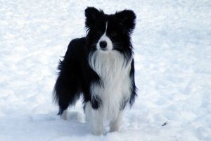 Hundegalerie: Gönnen Sie sich einen Einblick in unser Hundehotel | Ansbach, Forchheim