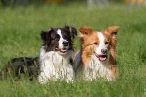 Sehen Sie hier ein paar Bilder unserer Border Collies | Nürnberg, Fürth, Schwabach, Erlangen