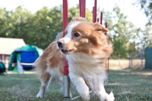 Sehen Sie hier ein paar Bilder unserer Border Collies | Nürnberg, Fürth, Schwabach, Erlangen