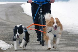 Sehen Sie hier ein paar Bilder unserer Border Collies | Nürnberg, Fürth, Schwabach, Erlangen