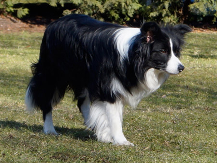 Zuchthunde: Wir sind Hundezüchter von Border Collies | Ansbach, Forchheim, Bamberg, Amberg