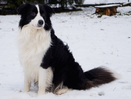 Zuchthunde: Wir sind Hundezüchter von Border Collies | Ansbach, Forchheim, Bamberg, Amberg